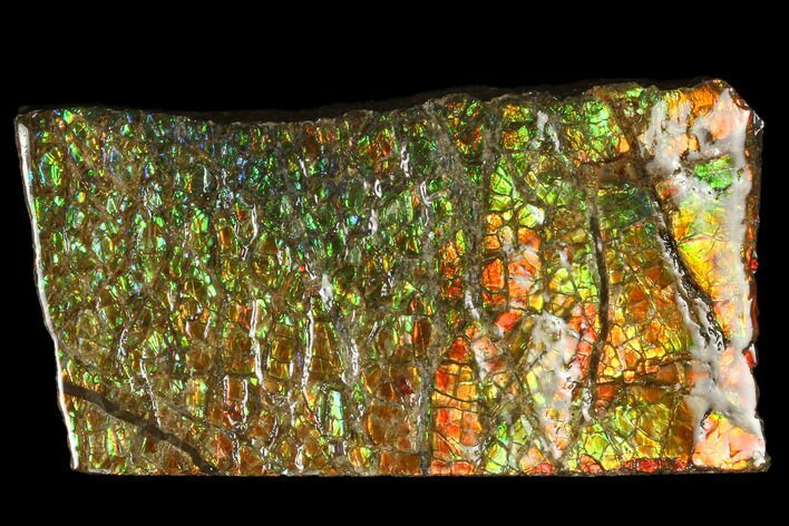 Iridescent Ammolite (Fossil Ammonite Shell) - Alberta, Canada #114234